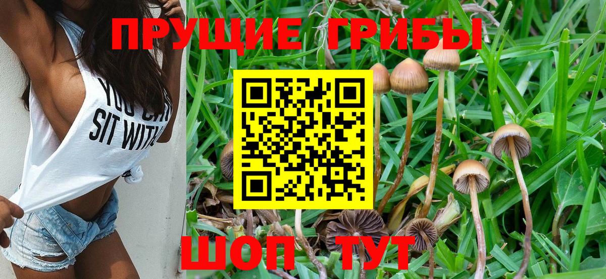 Псилоцибиновые грибы Psilocybe  Вход с VPN  Старая Купавна 